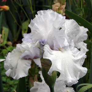 Iris "Petite Charm"