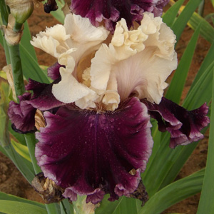 Iris "Pick Me"