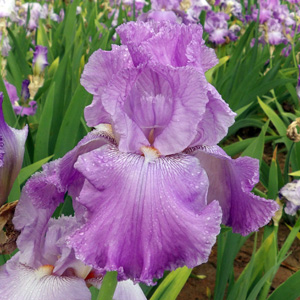 Pink iris