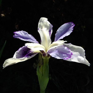 Iris 