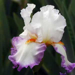 Iris "Queen's Circle"鳶尾花