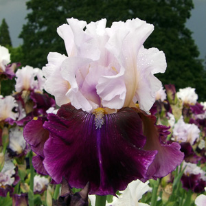 Iris "Royal Snowcap"