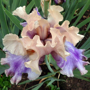 Iris "Sotto Voce"