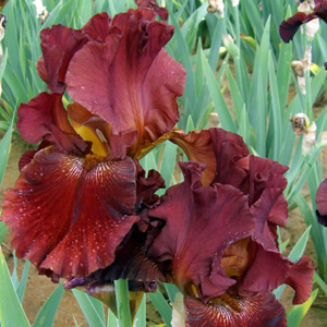 Iris "Warrior King"