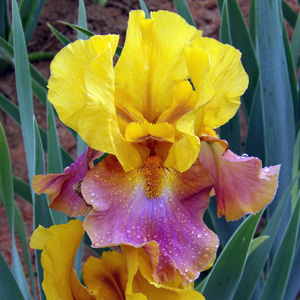 Iris_yellow_pink