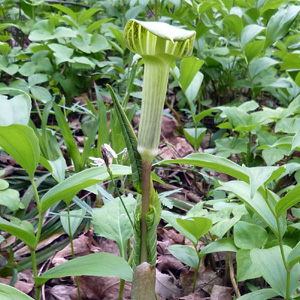 Jack in the pulpit (Arisaema triphyllum) 天南星 - It is also called Indian-turnip.
