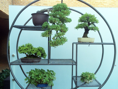 Bonsai 日本盆栽植物