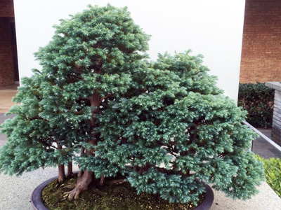 Bonsai 日本盆栽植物