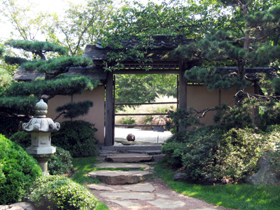 Japanese Garden 日本花園Red dahlia