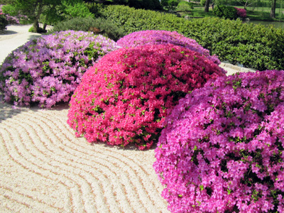 Pink Peony 粉色牡丹花