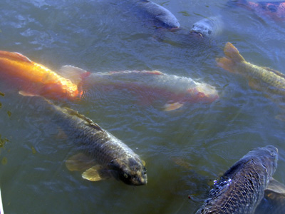 Japanese Koi 日本錦鯉