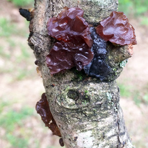 Jelly fungi (膠狀真菌／木耳) from Illinois 