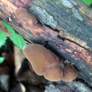 Jelly fungi in Chinese language means "mu-er (wood ear)", based on its shape, which looks like a human ear. 膠狀真菌在中文語意裡面有“木耳”之稱，來自它的形狀有如人類的耳朵。
