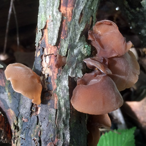 Jelly fungi (膠狀真菌／木耳) from Illinois 