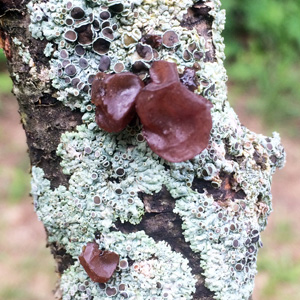 Greeen lichen growing on rock 長在石頭上的綠色地衣