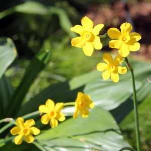 Narcissus Jonquilla 丁香水仙