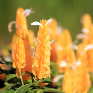 Shrimp plant (Justicia Brandegeana) 蝦夷花