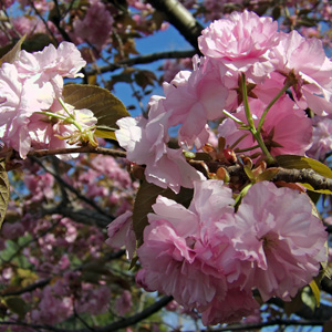 Kanzan Cherry Blossom (Prunus serrulata) 櫻花 - Inside the Japanese garden of Missouri botanical garden in St. Louis. 