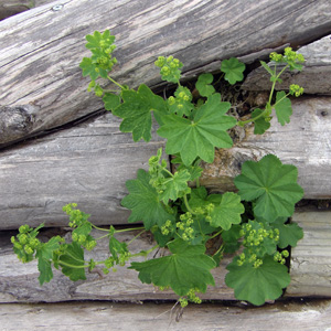 Lady's Mantle (Alchemilla mollis) 斗蓬草 on the Untersberg mountain near Salzburg, Austria (奧地利-Alps阿爾卑斯山區)