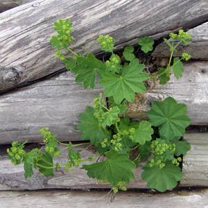 Lady's Mantle (Alchemilla mollis) 斗蓬草 on the Untersberg mountain near Salzburg, Austria (奧地利－Alps阿爾卑斯山區）