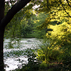 	•	Lake in the woods 林中的湖泊