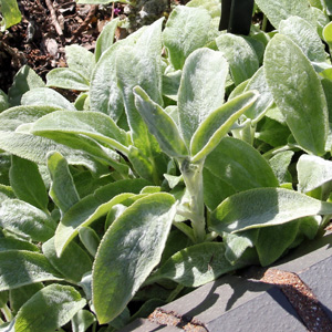 Lamb's Ears (Stachys byzantina) 羊耳石蠶 (多年生草本植物)