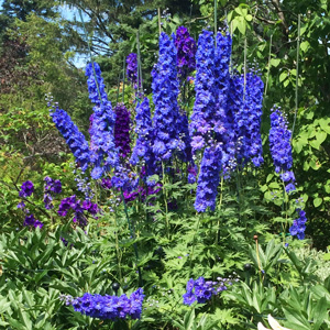 Larkspur (Delphinium) 飛燕草