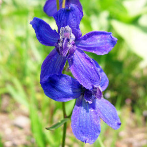 Low larkspur (Delphinium nuttallianum)  飛燕草 Native Range: Northwestern North America (原產地在北美洲的西北部) Bloom time: May to July (開花時間: 5-7月) Bloom description: blue-violet (開紫藍花) Sun: Sun, part shade (全日照、部份蔭涼處) Height: 0.15 to 0.45 m (高度0.15-0.45米) Common names (俗稱): Little larkspur  Photo: Grand Tetons National Park, USA (美國大提頓國家公園 )