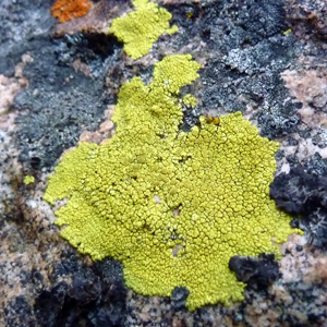 Crustose lichen growing on rock 長在石頭上的殼狀地衣,地衣是由真菌和藻類共生而形成的。