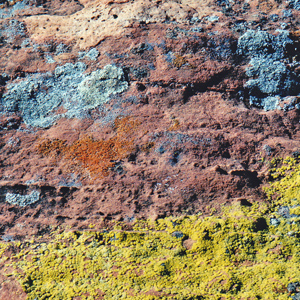 Crustose lichen growing on rock 長在石頭上的殼狀地衣,地衣是由真菌和藻類共生而形成的。