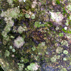 Black lichen growing on rock 長在石頭上的黑色地衣