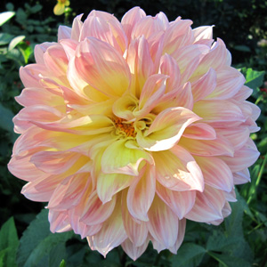 Dahlia (Asteraceae) 'Barbarry Dominion' 淡粉色大理花