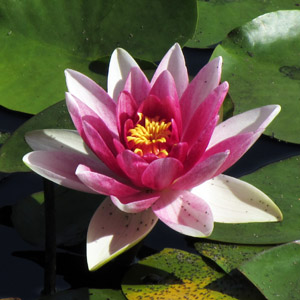 Light Pink Water Lily 淡粉睡蓮