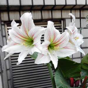 Lily 百合花