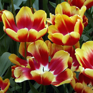 Lily - Flowered Group Tulip - Daw Jones