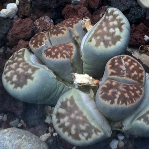 Lithops 生石花