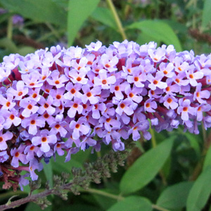 Butterfly Bush (Buddleja davidii 'Empire Blue') 醉魚草