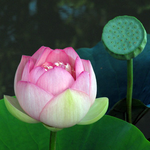 Light Purple Water Lily