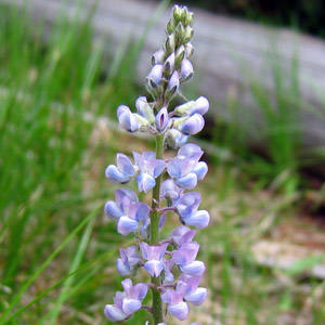 Broadleaf lupine (Lupinus latifolius) 羽扇豆/魯冰花 Native Range: Western North America-moist meadows, streambanks and mountains (原產地在北美洲的西部-濕潤的草原、河邊和山區) Bloom time: April to July (開花時間: 4-7月) Bloom description: Purple, pink, white or yellow (有開紫、粉、白或黃花) Height: 0.3 to 1 m (高度: 0.3-1米)  Photo: East Rocky Mountain 美國落磯山脈東部