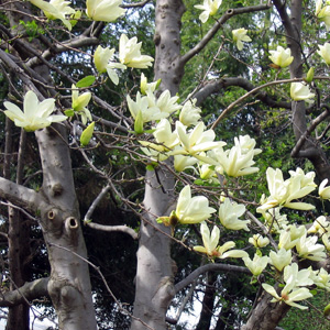 Magnolia 木蘭花 