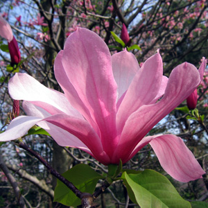 Magnolia 木蘭花 - USA 美國