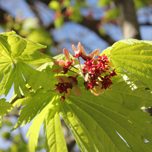 Maple (Acer) 楓葉花