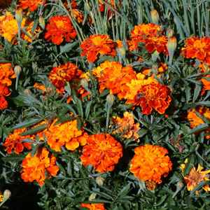 Marigold (Tagetes) 萬壽菊