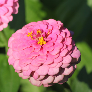 Zinnia (Zinnia elegans) 百日菊