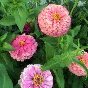 Zinnia (Zinnia elegans) 百日菊