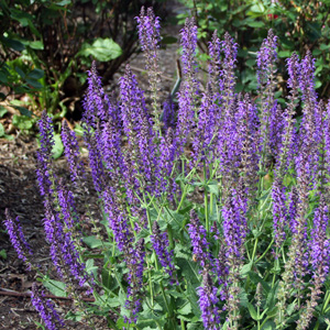 Meadow sage (Salvia nemorosa) 鼠尾草 - 'Caradonna'