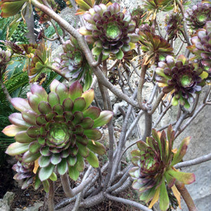 Aeonium 蓮花掌 (Monaco摩納哥）