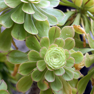 Aeonium 蓮花掌 (Monaco摩納哥）