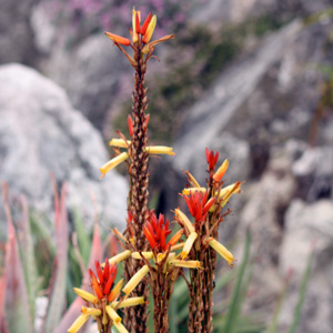 Aloe Flowers 蘆薈花