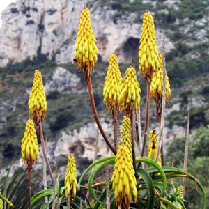 Aloe Flowers 蘆薈花